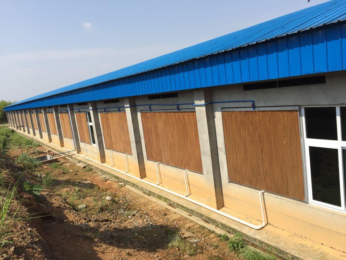 养殖水帘风机降温系统，有效改善猪场养殖环境